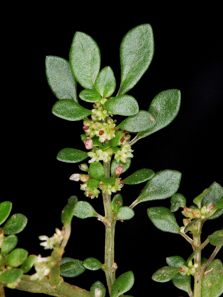 Flower and Leaves
