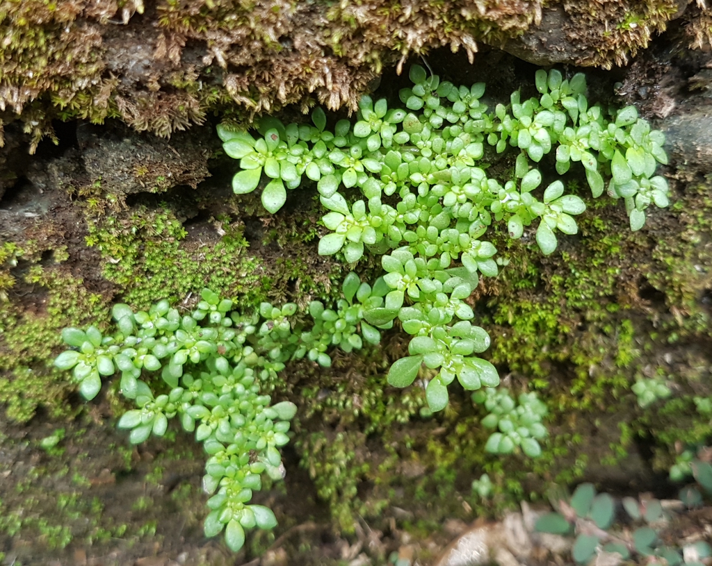 Form