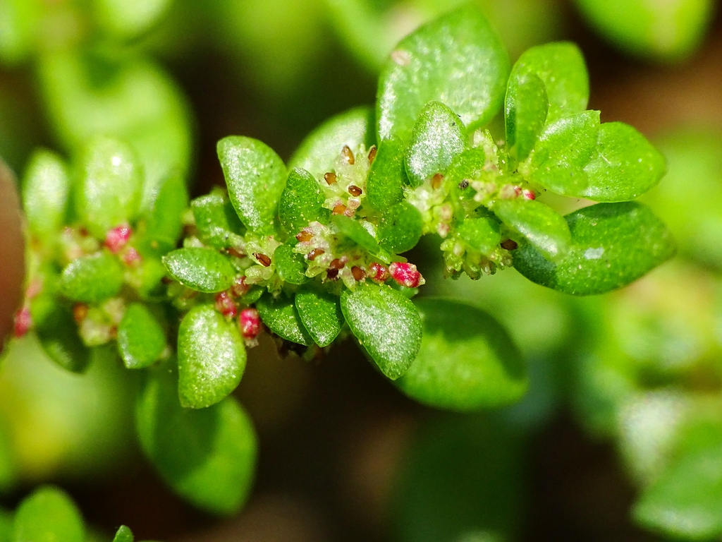 Leaves and Flower