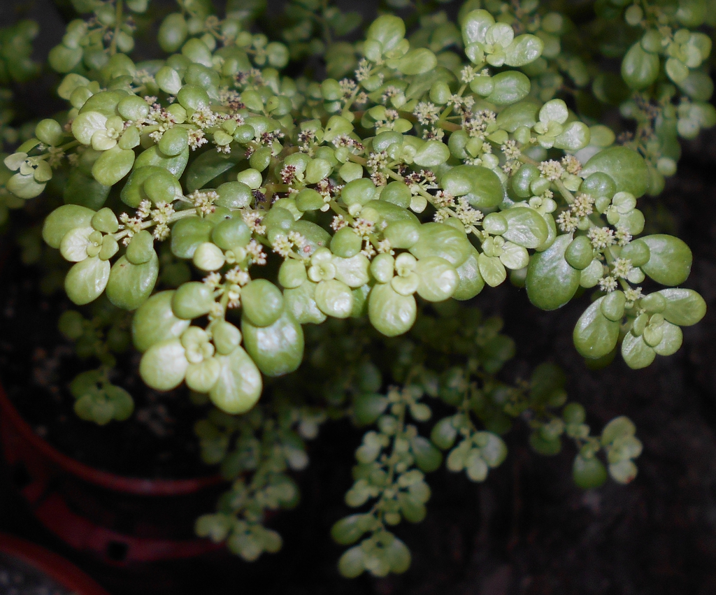 Leaves