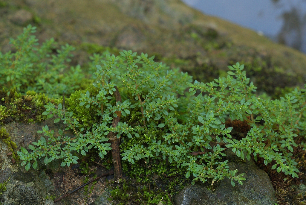 Form