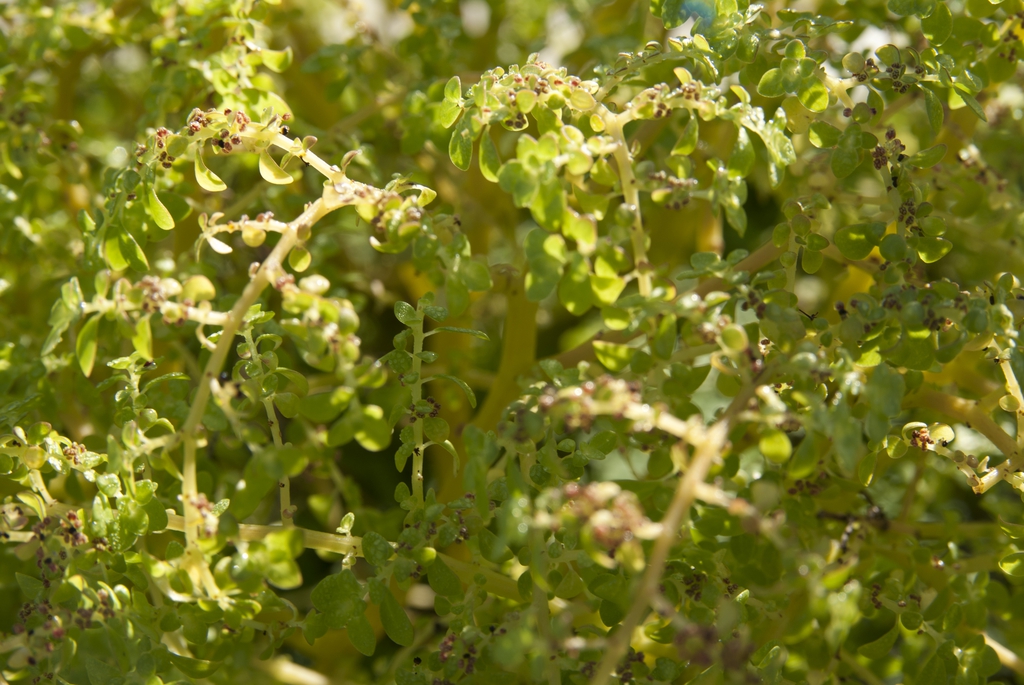 Stem and Leaves