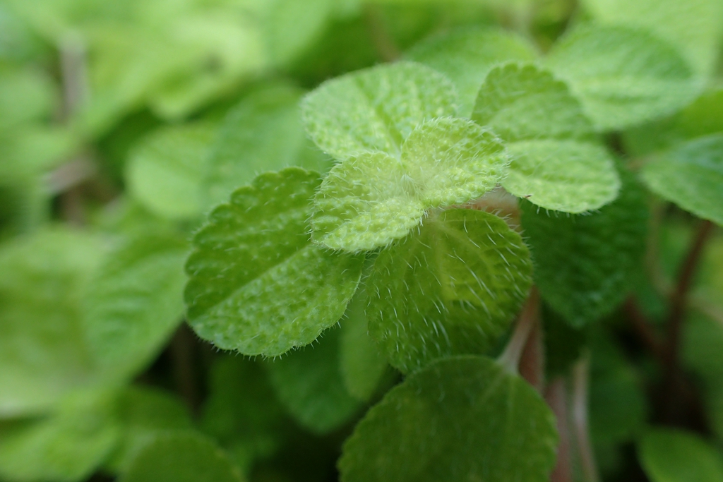 Leaves