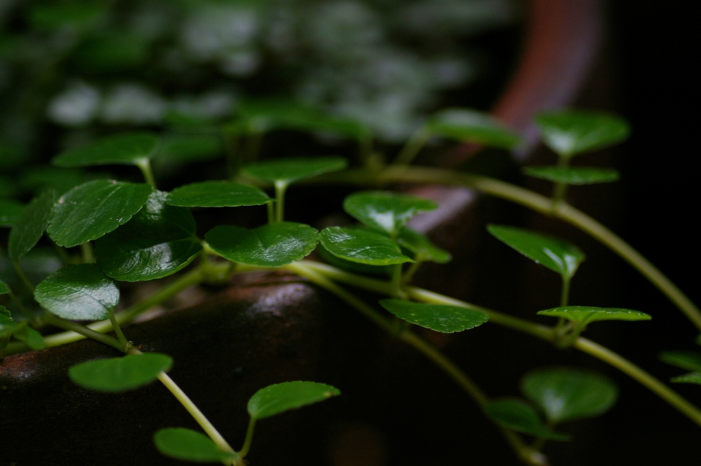 Stem and Leaves