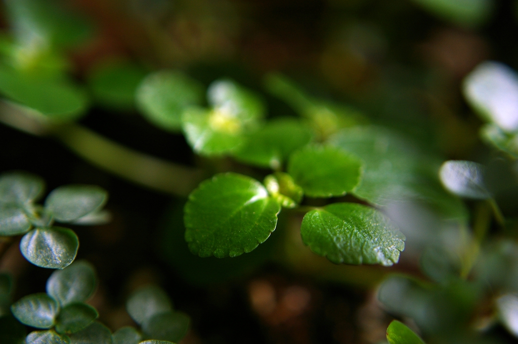 Stem and Leaves