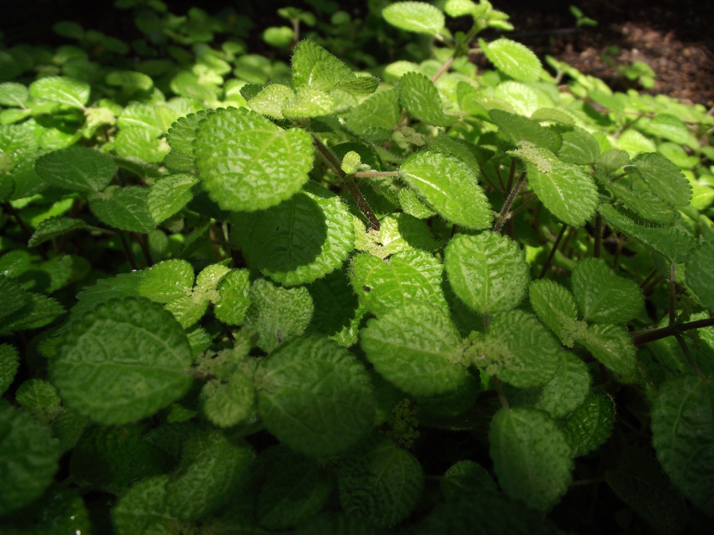 Leaves