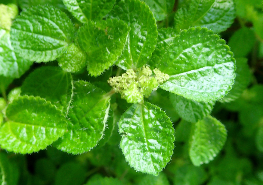 Leaves