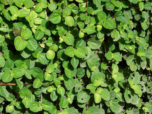 Leaves