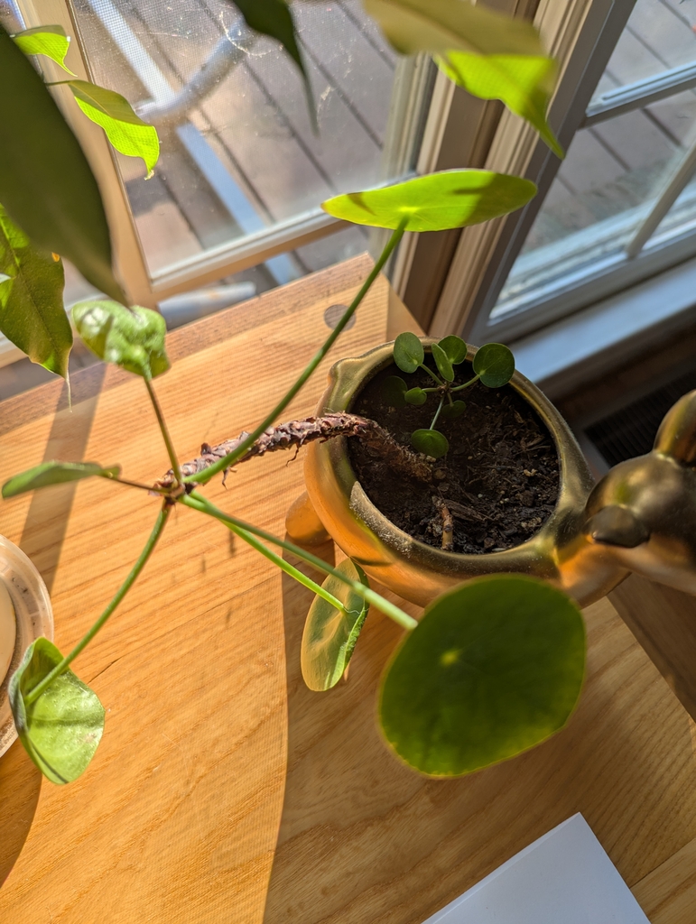 Pilea plant growing long and leggy with bare stem