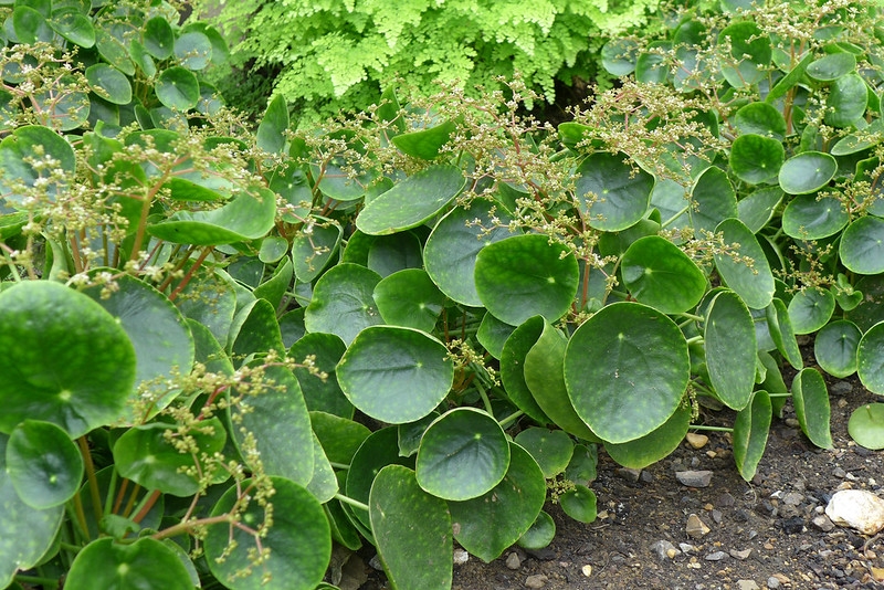 Ground cover with circular leaves and tiny green flowers.