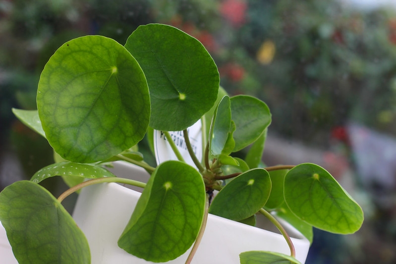 Potted plant with circular leaves