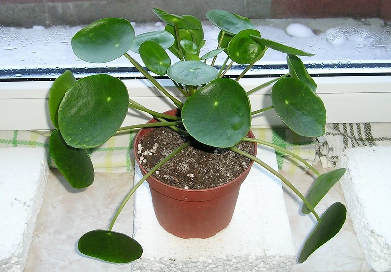 Potted plant with circular leaves
