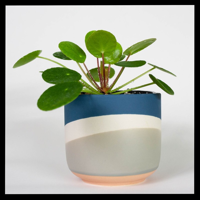 Potted houseplant with round, peltate leaves.