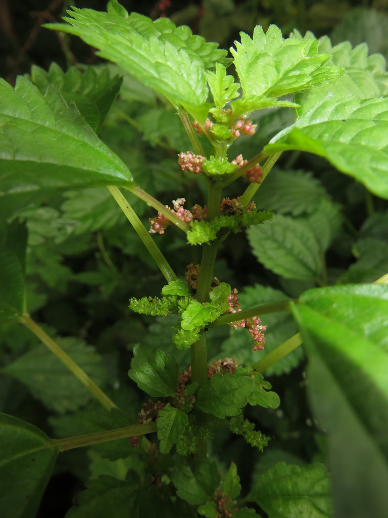 Leaves
