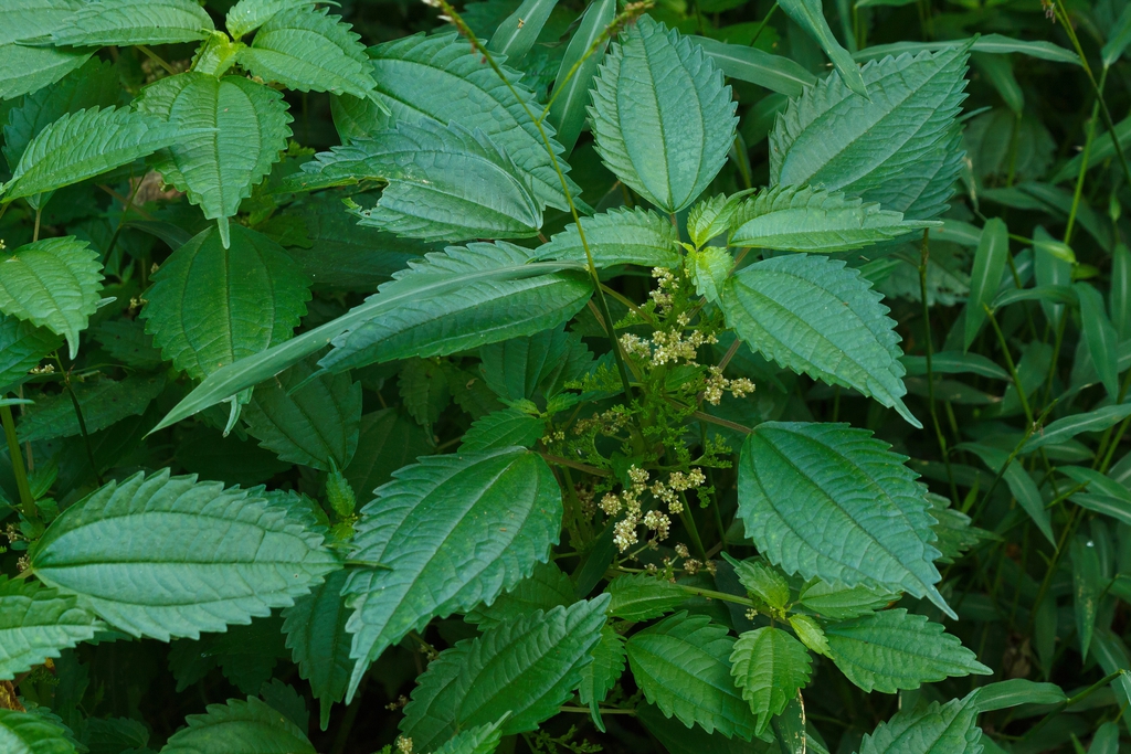 Leaves
