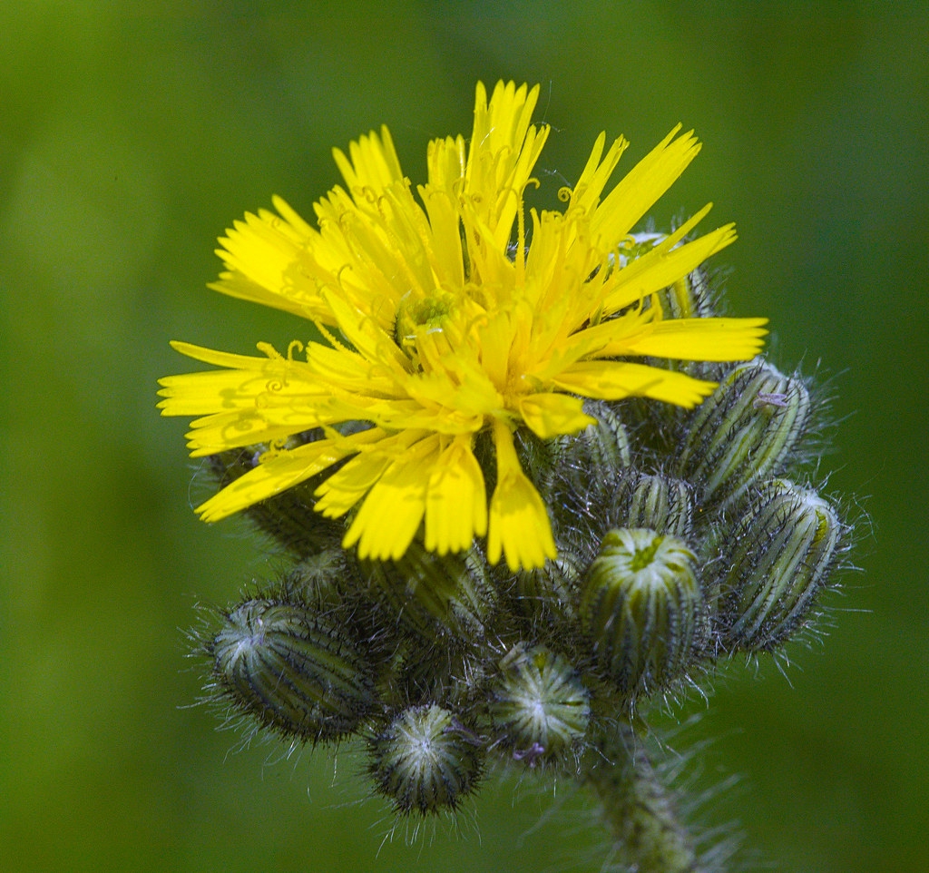 Pilosella caespitosa subsp. caespitosa