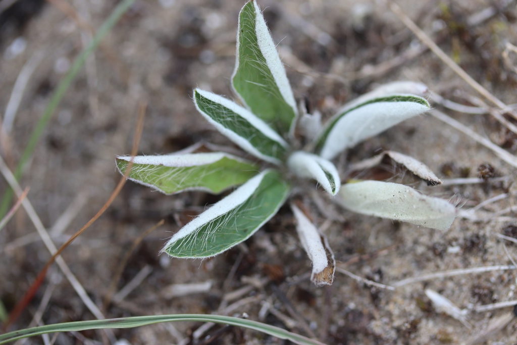 Form