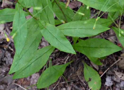 Pilosella paniculata - Hieracium paniculatum