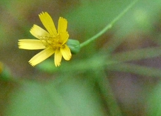 Pilosella paniculata - Hieracium paniculatum