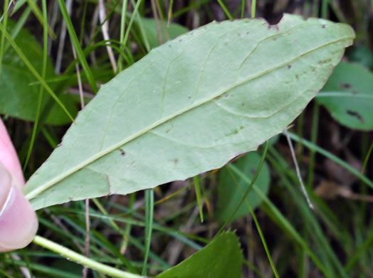 Pilosella paniculata - Hieracium paniculatum
