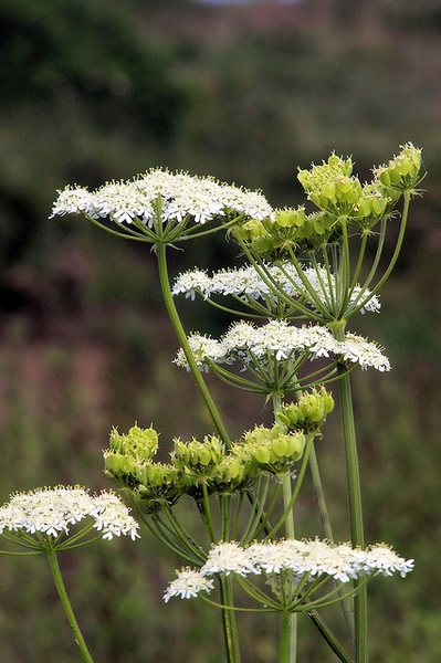 Form