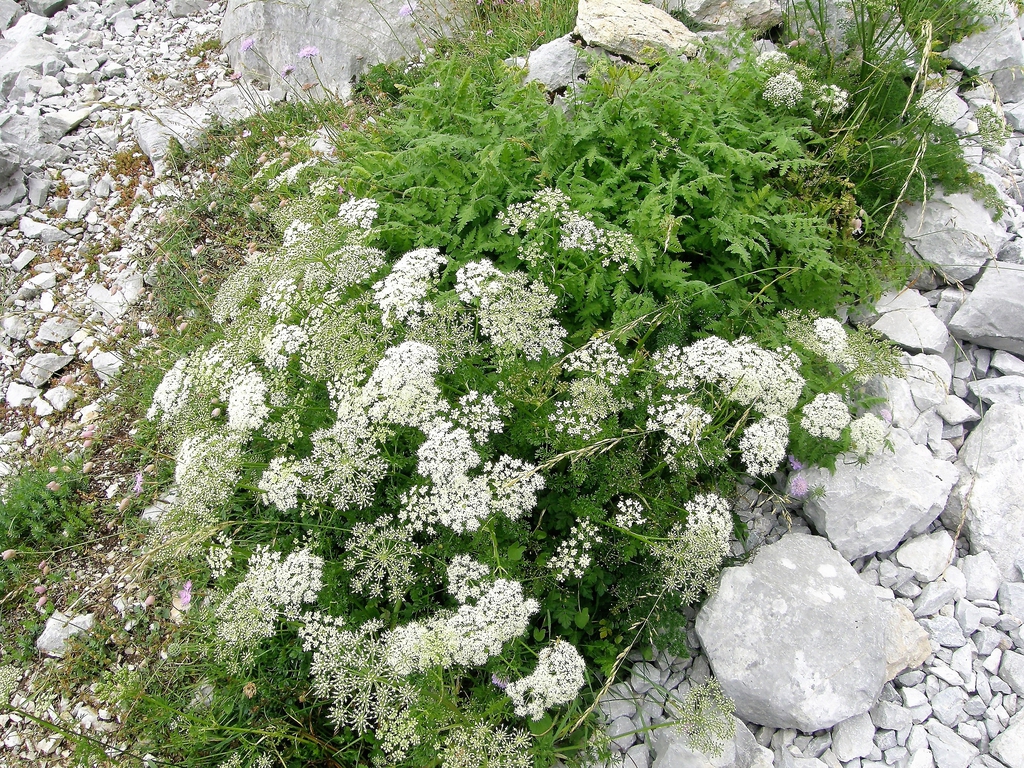 Form