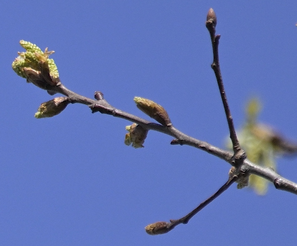 The catkins look like dangling bead like strings