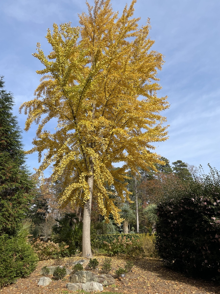 Form with yellow foliage in November in Durham County, NC