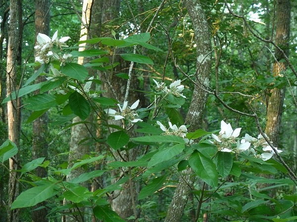 Shrub with some branches bearing white bract-like structures