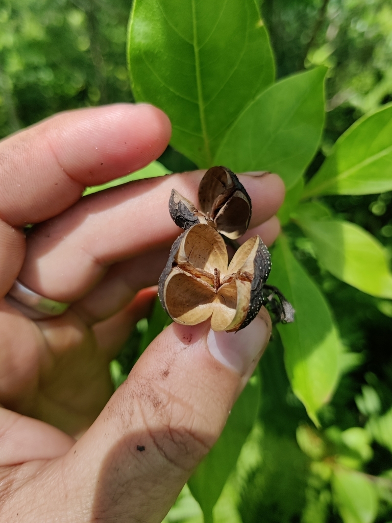 Hand cradling open capsules on leafy shoots