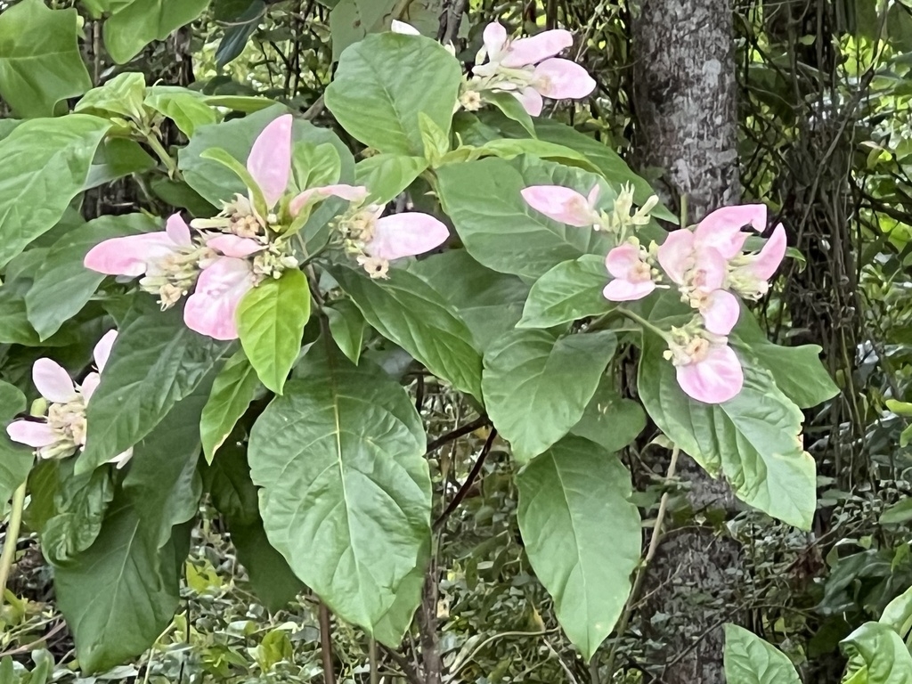 Shrub with pink inflorescences.