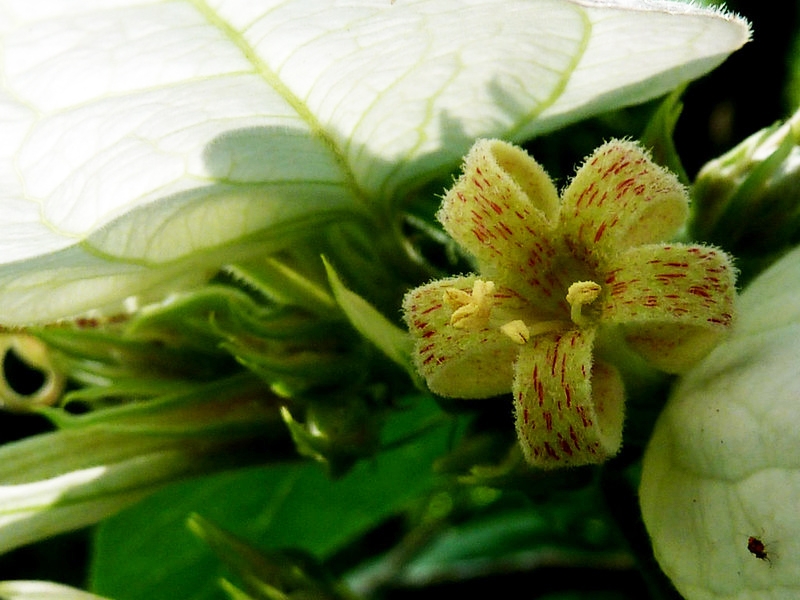 Close-up of flower showing spots & hairs on corolla.