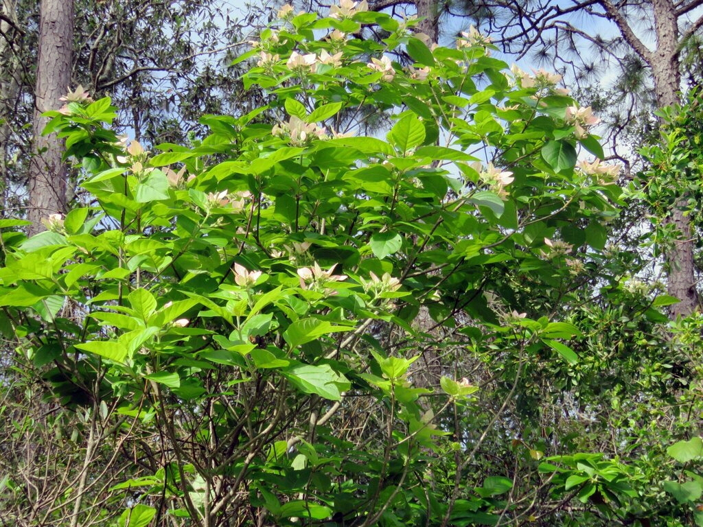 Shrub with pink inflorescences.