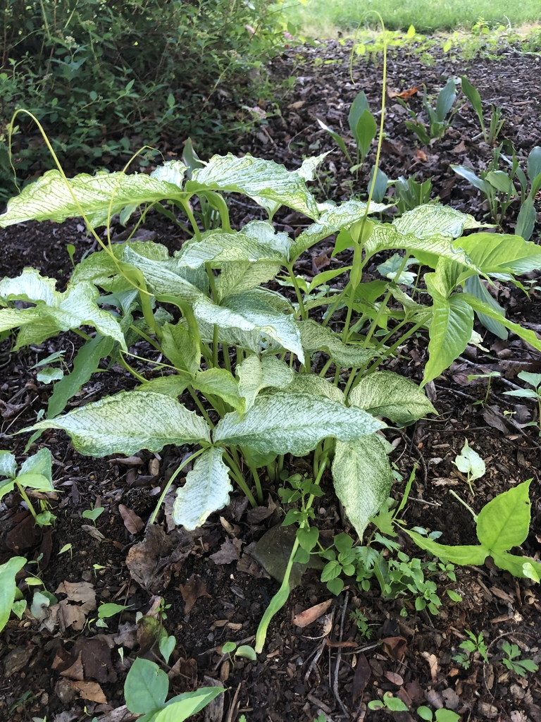 Form - Wake Co., NC