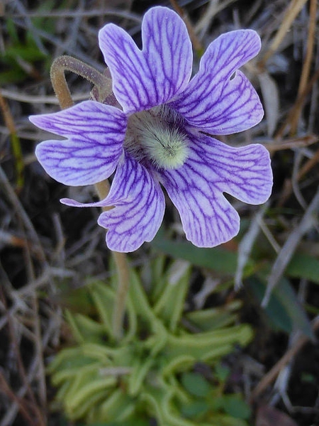 Pinguicula caerulea