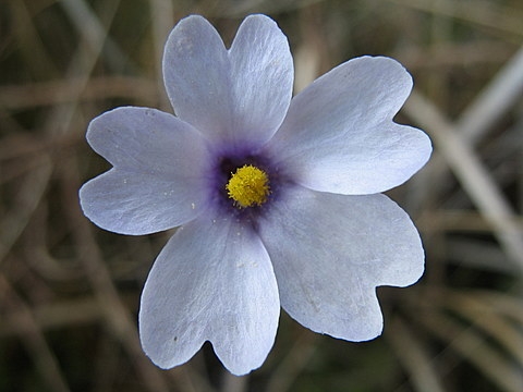 Pinguicula ionantha