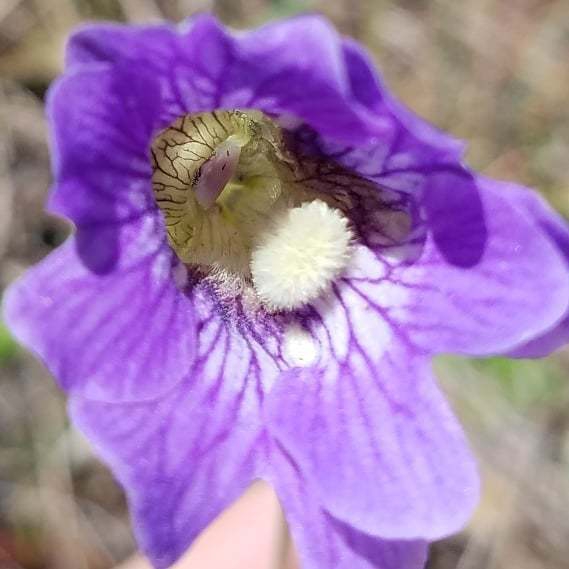 Close up of flower