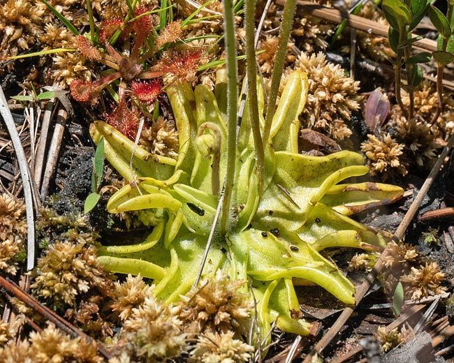 Basal leaves