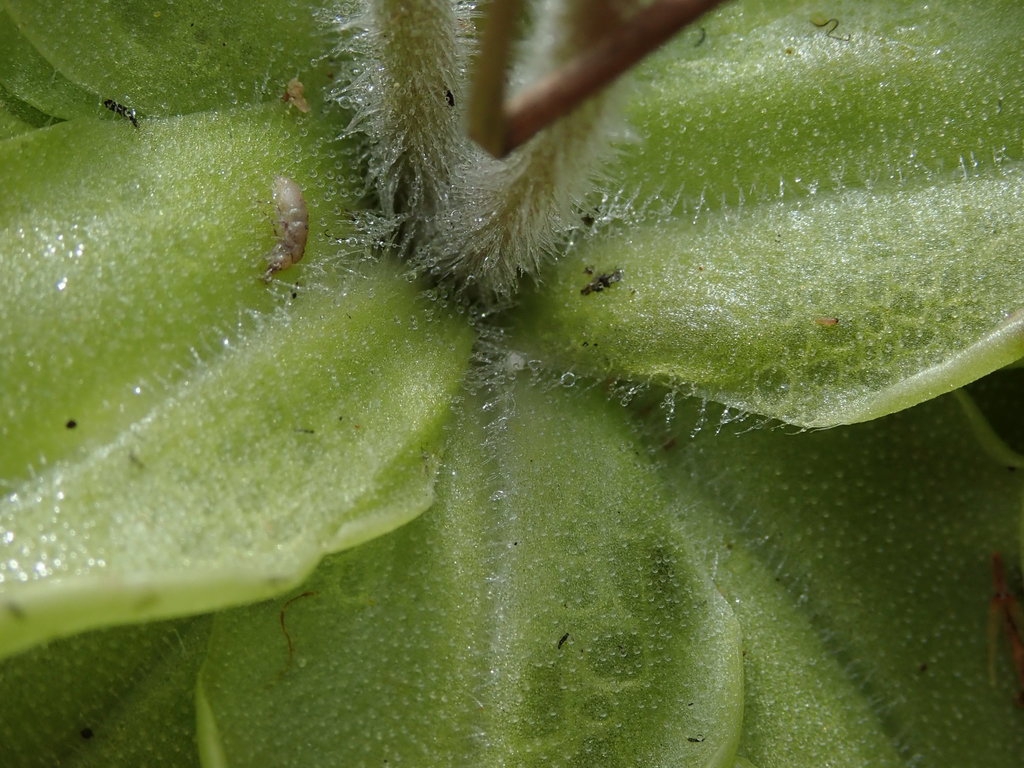 Leaf closeup