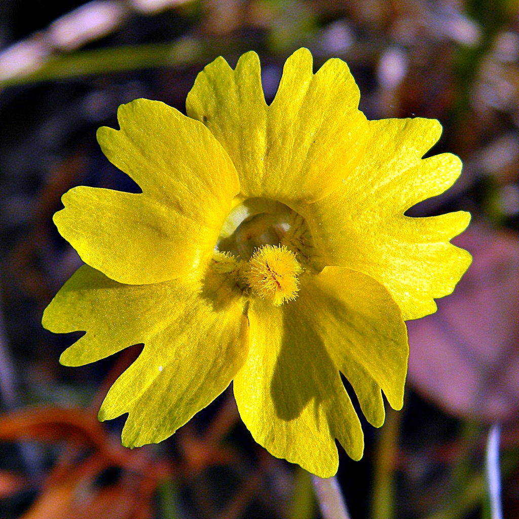Flowersc