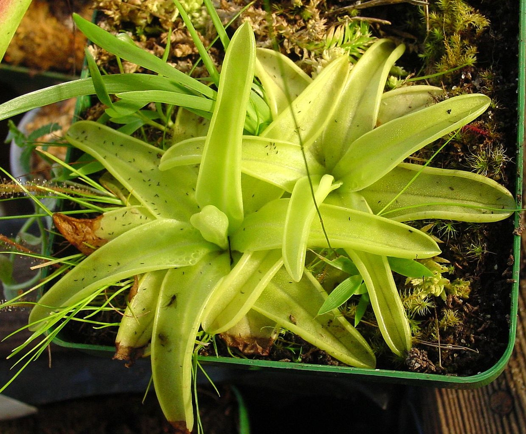 Form