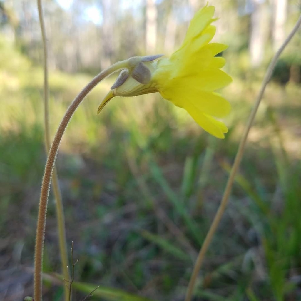 Side view of flower