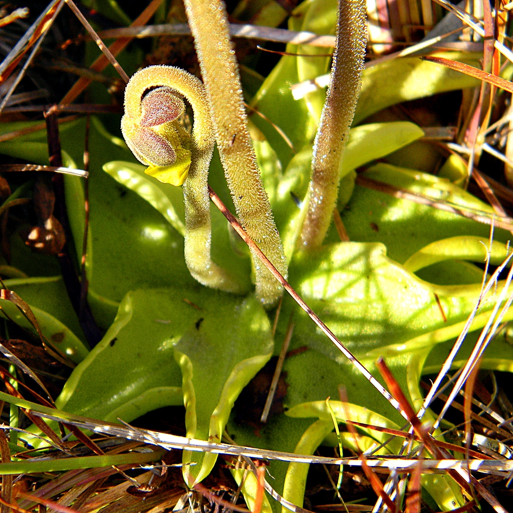 Stem and buds