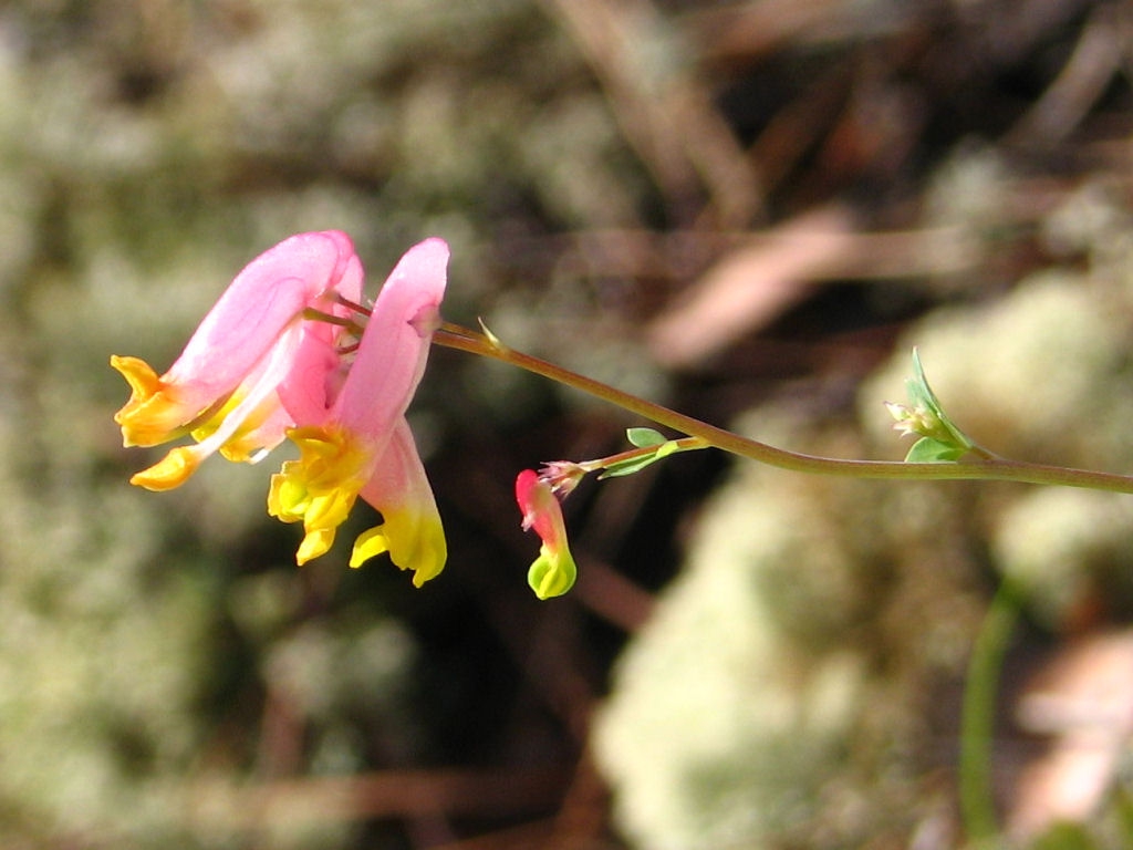 leaves and flowers