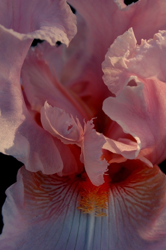 Pink Iris flower