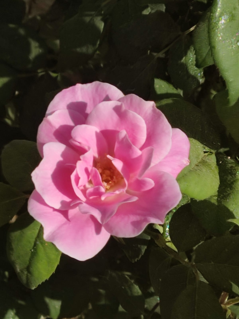Pink Simplicity Flower