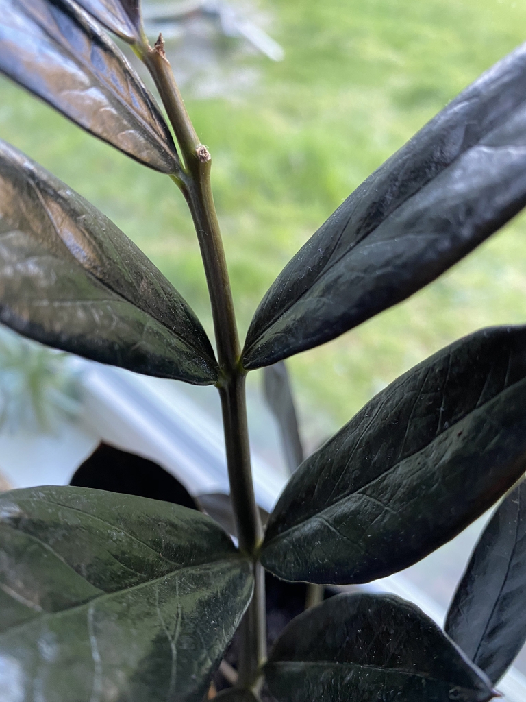 Close-up of the middle part of a pinnate leaf. Leaflets shiny.