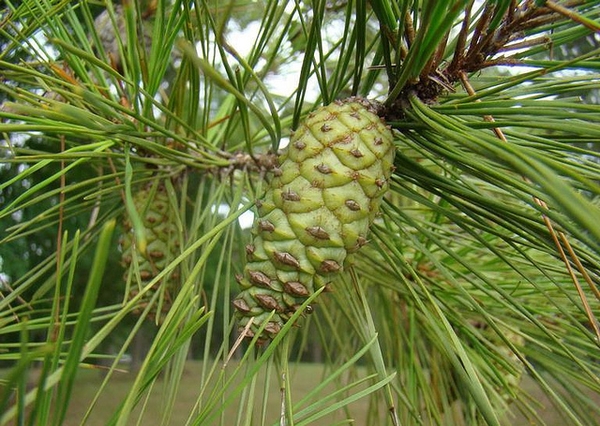 Cone