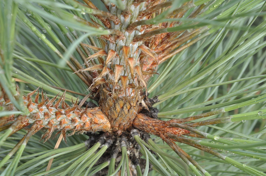 Stem
