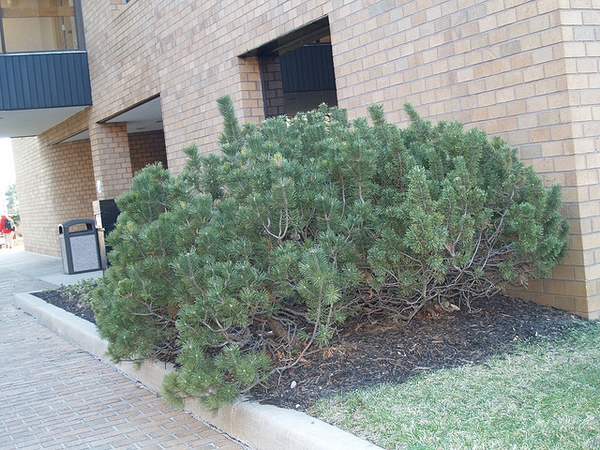 Pinus mugo 'Mops'